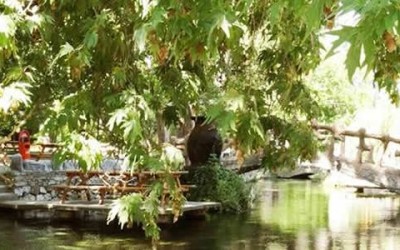 Domaniç Sandalye Domaniç Sandalye