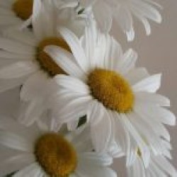 Papatya Çiçek Papatya Çiçek