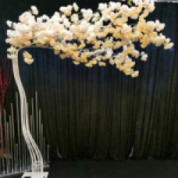 Zephyranthes Giriş Dekoru Zephyranthes Giriş Dekoru