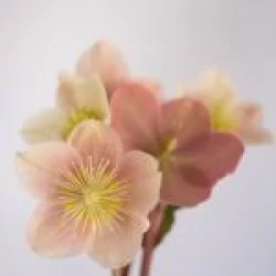 Hellebore Flower