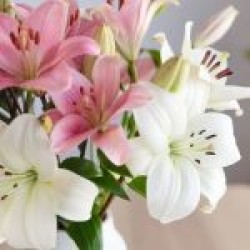 Zambak Çiçek Zambak Çiçek