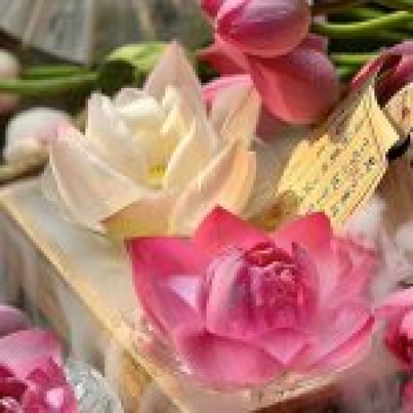 Lotus Çiçəyi Lotus Çiçəyi