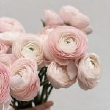 Цветя Ранункулус Цветя Ранункулус