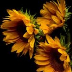 Ayçiçeği Ayçiçeği