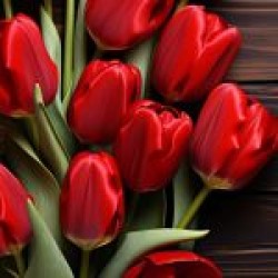 Lale çiçek Lale çiçek