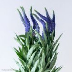 Veronica Çiçek Veronica Çiçek