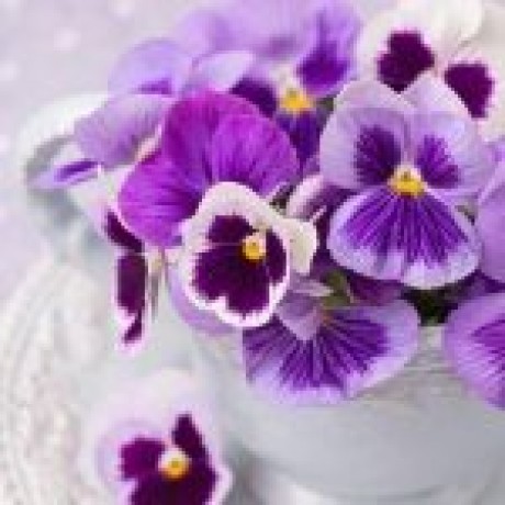 گل بنفشه گل بنفشه