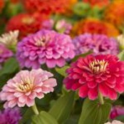 Zinnia Çiçeği Zinnia Çiçeği