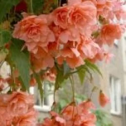 Begonia Flower